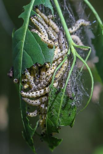 Yponomeuta sp.